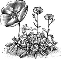 fleur et habitude de calandrinie menziesii ancien illustration. vecteur