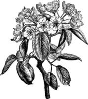 floraison branche de poire ancien illustration. vecteur