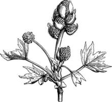 branche de sucré gencive avec femelle et Masculin fleurs ancien illustration. vecteur