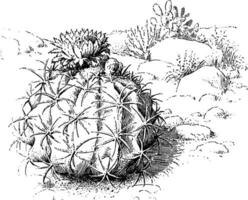 melon cactus ancien illustration. vecteur