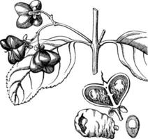 européen broche ancien illustration. vecteur