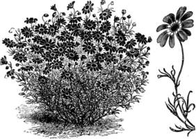 brachycome, iberidifolia, fleur, bifurquer, Marguerite, Floraison ancien illustration. vecteur