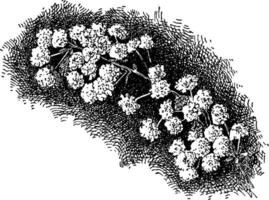 spiraea prunifolia ancien illustration. vecteur