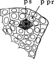 illustration vintage de cellules de microspores. vecteur