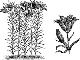 habitude et détaché inflorescence de lilium davuricum ancien illustration. vecteur