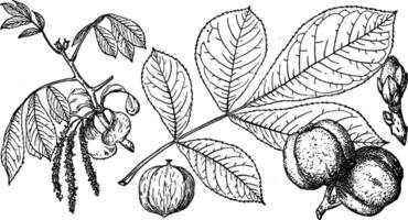 branche de shagbark hickory ancien illustration. vecteur