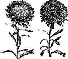 aster, Michaelmas, Marguerite, étoile, moût, truffaut, pivoine, la perfection ancien illustration. vecteur