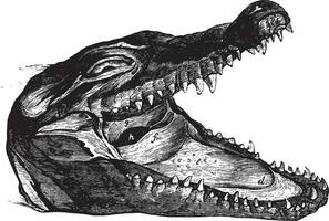 crocodile diriger, ancien illustration. vecteur