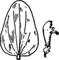 s. parvula calotte ancien illustration. vecteur