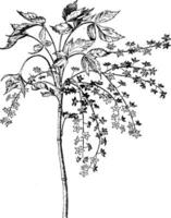 zanthorhize apiifolia ancien illustration. vecteur