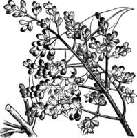 feuille et portion de panicule de Ligustrum lucidum ancien illustration. vecteur