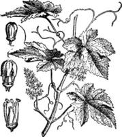 européen grain de raisin ancien illustration. vecteur