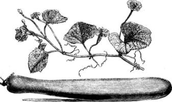 floraison branche et fruit de lagenaria vulgaris ancien illustration. vecteur