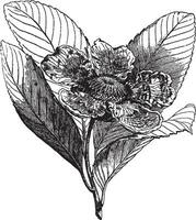 Dillénia, fleur, les dilléniacées, famille, solitaire, les sépales, pétales ancien illustration. vecteur