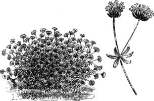 aspérule orientalis habitude et portion de inflorescence ancien illustration. vecteur