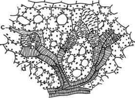 e. splendens feuille ancien illustration. vecteur