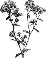 inflorescence de phlox drummondii ancien illustration. vecteur