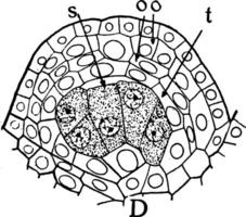 illustration vintage de cellules de microspores. vecteur