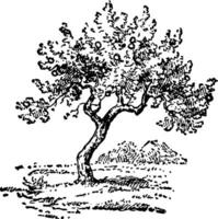 illustration vintage d'arbre. vecteur