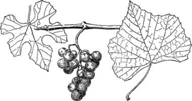 vitis candicans ancien illustration. vecteur