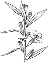 lythrum ancien illustration. vecteur