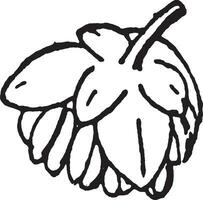 Masculin oseille fleur ancien illustration. vecteur