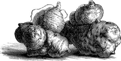illustration vintage de topinambour de jérusalem. vecteur
