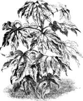 Fatsie, japonica, plante à papier, les araliacées, feuilles, long, grand, coriace ancien illustration. vecteur