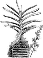 vandopsis lissochiloides ancien illustration. vecteur