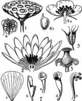 commande de nymphaeaceae ancien illustration. vecteur