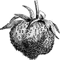 fraise nubbin ancien illustration. vecteur