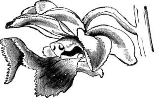 le fleur de aérides croustillant ancien illustration. vecteur