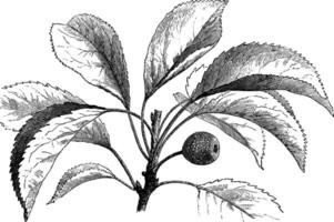 pyrus betulaefolia ancien illustration. vecteur