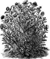 blumenbachia, chuquitensis, fleur, tige, branches ancien illustration. vecteur