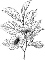 stewartia camelia ancien illustration. vecteur