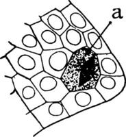 microspore archésporium ancien illustration. vecteur