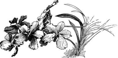 Vanda caerulea ancien illustration. vecteur