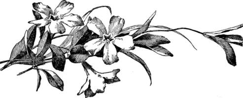 Vinca mineur ancien illustration. vecteur