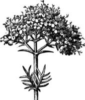 valériane inflorescence ancien illustration. vecteur