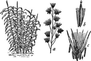 géant roseau ancien illustration. vecteur