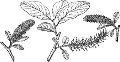branche de salix amplifolia ancien illustration. vecteur