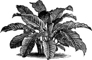 calathea zébrine ancien illustration. vecteur