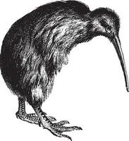 kiwi, illustration vintage. vecteur