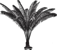 cycas pectinée ancien illustration. vecteur