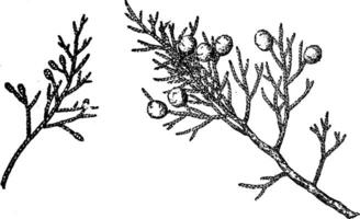 branche de occidental genévrier ancien illustration. vecteur