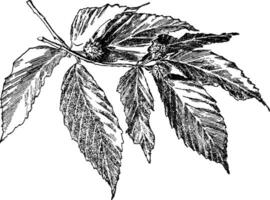 fagus grandifolia ancien illustration. vecteur