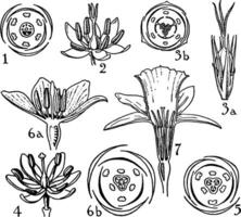 les pontédériacées, les juncacées, les liliacées, et amaryllidacées ordres ancien illustration. vecteur