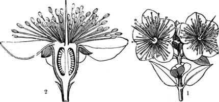 illustration vintage de myrte. vecteur
