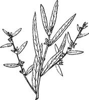 ludwigia ancien illustration. vecteur