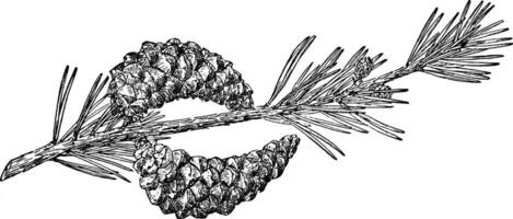 pin cône de pinus divaricata ancien illustration. vecteur